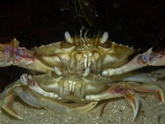 Ovalipes australiensis