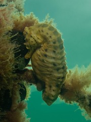 Hippocampus abdominalis