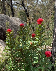 Telopea aspera