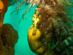 Hippocampus abdominalis
