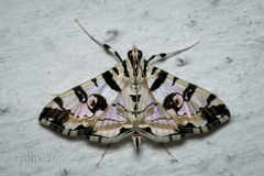Conchylodes salamisalis