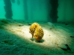 Hippocampus abdominalis