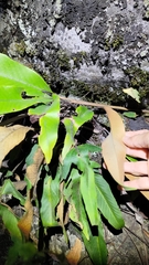 Pyrrosia lingua