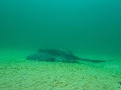 Bathytoshia brevicaudata
