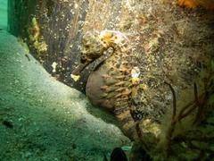 Hippocampus abdominalis