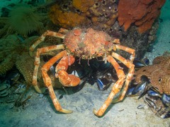 Leptomithrax gaimardii