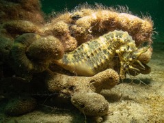 Hippocampus abdominalis