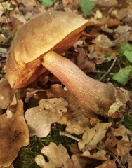 Neoboletus