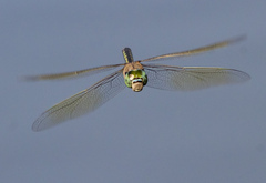 Anax parthenope