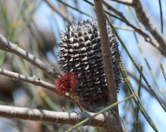 Allocasuarina acutivalvis