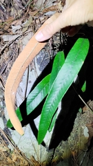 Pyrrosia lingua