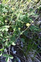 Potentilla crebridens