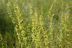 Stackhousia viminea