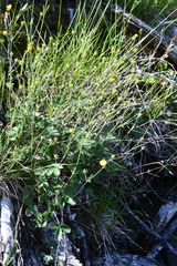 Potentilla crebridens