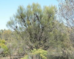 Allocasuarina acutivalvis