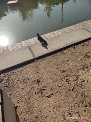 Columba livia domestica