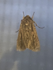 Persectania dyscrita