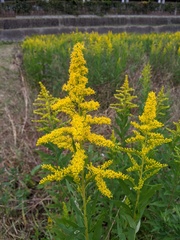 Solidago altissima