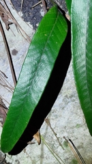 Pyrrosia lingua