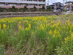 Solidago altissima