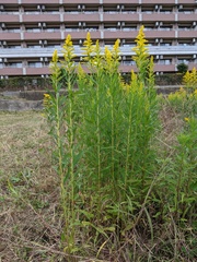 Solidago altissima