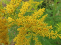 Solidago altissima
