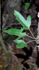 Pyrrosia polydactylos