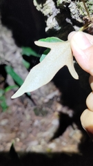 Pyrrosia polydactylos