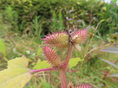 Xanthium orientale