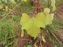Xanthium orientale