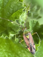 Pseudopantilius australis