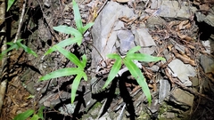 Pyrrosia polydactylos