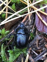 Typhaeus typhoeus