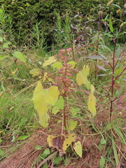 Xanthium orientale