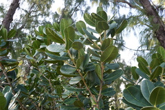 Sideroxylon borbonicum