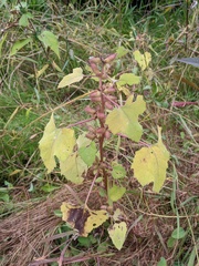 Xanthium orientale
