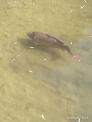 Cyprinus carpio