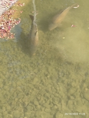 Cyprinus carpio