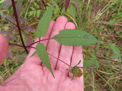 Bidens frondosa