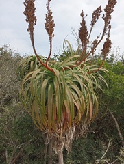 Aloe pluridens