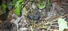 Carabus problematicus