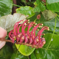 Grevillea laurifolia