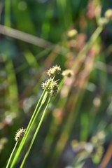 Carex norvegica