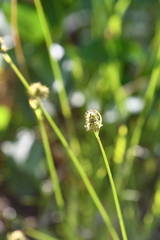 Carex norvegica
