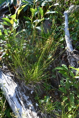 Carex norvegica