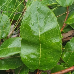 Grevillea laurifolia