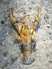 Pontastacus leptodactylus