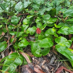 Grevillea laurifolia