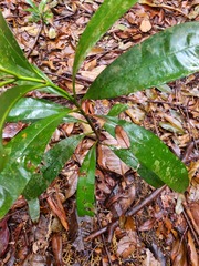 Calophyllum