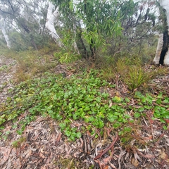 Grevillea laurifolia
